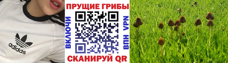 Псилоцибиновые грибы GOLDEN TEACHER  omg зеркало  Шадринск 